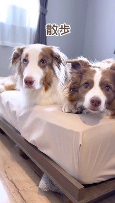 『散歩』という単語を聞いて、飼い主に視線を向ける2頭の犬