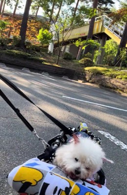 車椅子でお散歩