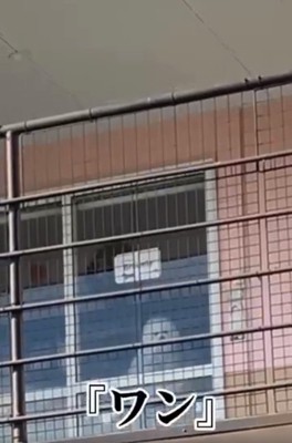 返事をするエマくん