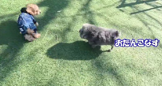 コミカルな動きもたまらない