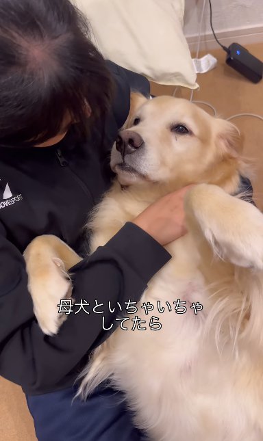 女の子の上でへそ天して甘えるゴールデンレトリバー