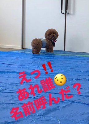 ブルーシートの上で振り向く犬