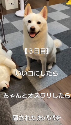 笑顔でおすわりする犬