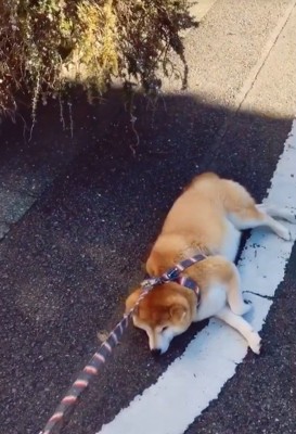 帰るのを拒否する柴犬
