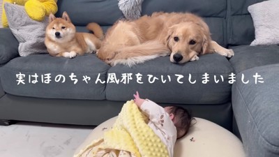 ほのちゃんが風邪をひいた