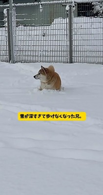 埋まってしまったおもちくん