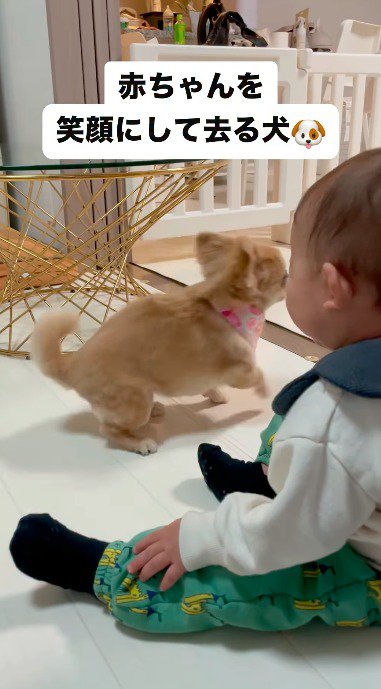 赤ちゃんのそばを離れる犬