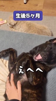 飼い主にお腹を撫でられて笑顔の子犬
