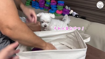 「ちょ…何してるの…」