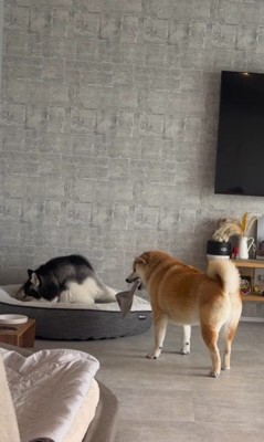 遊びに誘う先輩犬