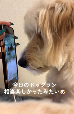 画面に近づく犬2