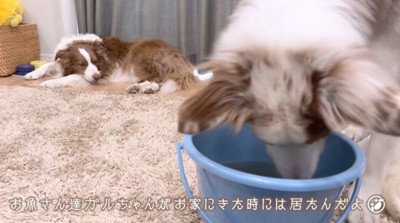 バケツに顔を近づけて魚を眺めるオーストラリアン・シェパード