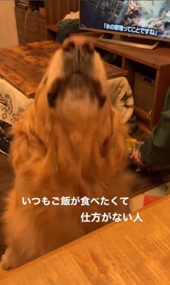 質問にお返事するこたつ君5