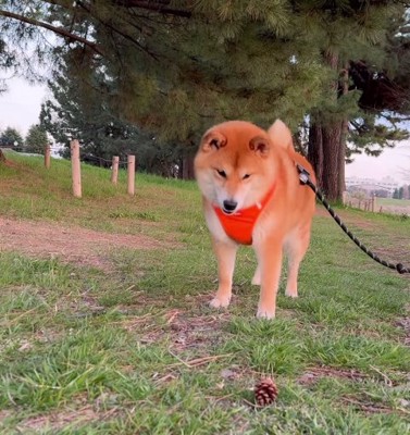 松ぼっくりを見ている柴犬