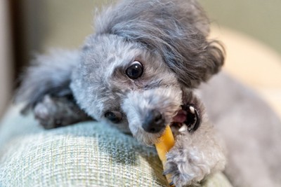 おやつを食べるグレーの犬