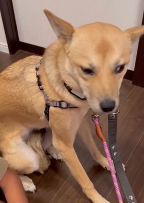 ブルブル震えて怯えていた