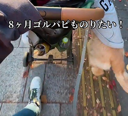 トイプードルをカートで散歩中…