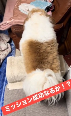 ソファの上で立つ太郎くん