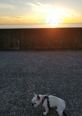 日の出を背に歩く犬