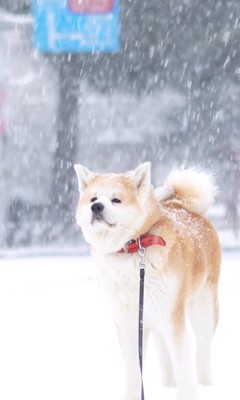 かなり雪が降っていますが…