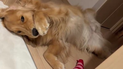 前足で顔を洗う!