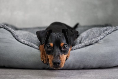 ベッドから顔を出す犬