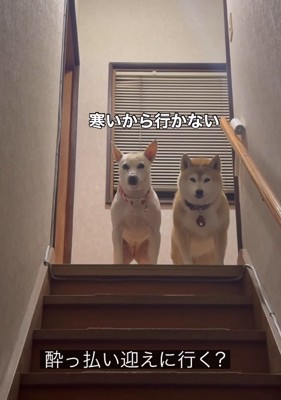 お迎えを拒否する姉妹犬