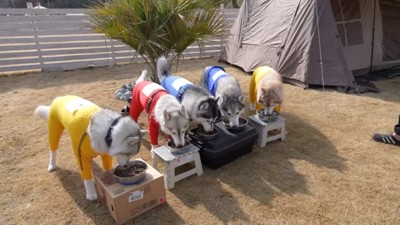 ごはんを食べるハスキーズ