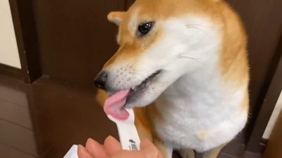 スプーンを舐める犬