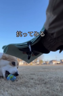 ボールを噛む犬