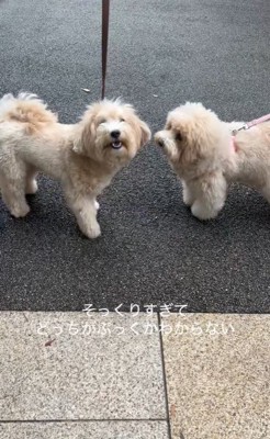 そっくりなワンコ2匹