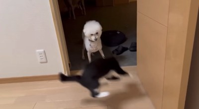 やんのかステップ3