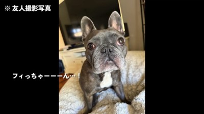 カメラ目線のフィッちゃん