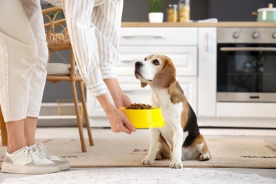 ご飯をもらう犬