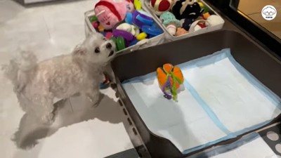 おもちゃを探すナナくん2