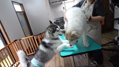 落ち着きがないヴァルくん