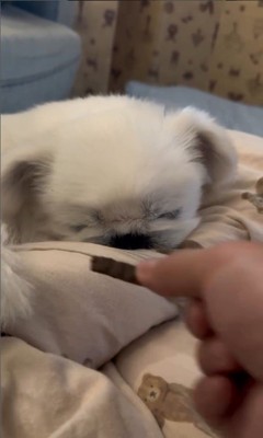 とうふくんの寝起き早食い選手権2