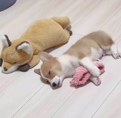 ぬいぐるみの隣りに寝ている子犬