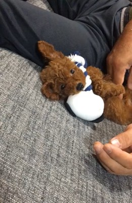 ムギちゃんをなでるパパ