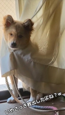 またカーテンに捕らわれている!?
