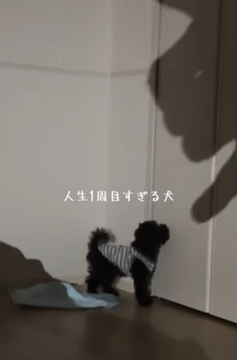 影に噛みつこうとする犬