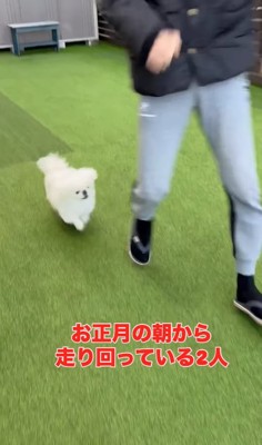 飼い主の後を追って走る犬