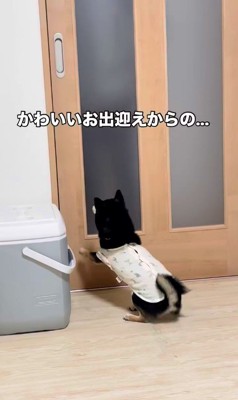 千幸ちゃんのお出迎え3