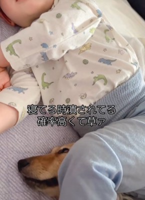 寝ている赤ちゃんの足に顔を挟まれながら眠るカニンヘンダックスフンド