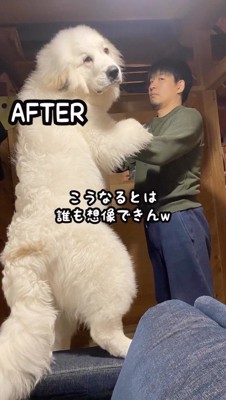 男性の隣で立ち上がる犬