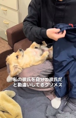 撫でてほしいワンコ