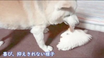 犬のぬいぐるみを咥えて振り回す犬