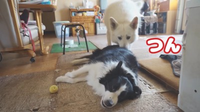 ラッキーちゃんを預かった時のBJ くん3