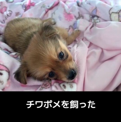 チワポメちゃんの成長