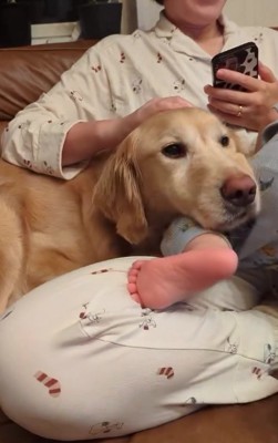 子供の足の上に大型犬の顔